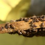 Apicoltura Fontana Vita in Apiario 18209464 o